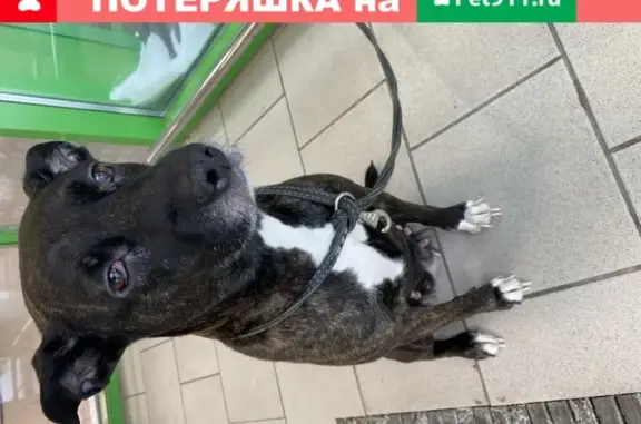 Найдена собака на ул. Российская, ТСК «Урал»