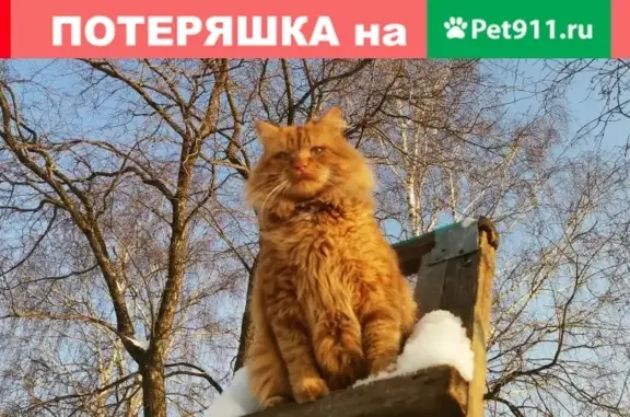 Пропала кошка в Кудымкаре