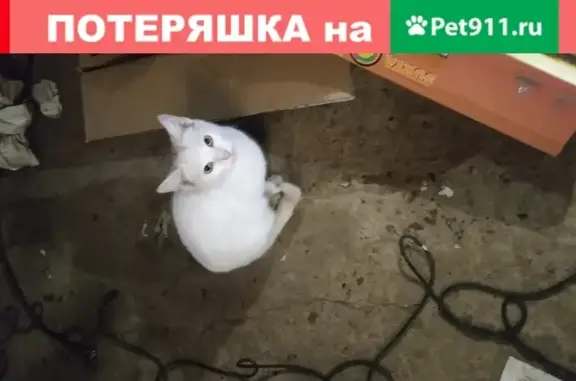 Молодая белая кошка на ул. Сормовская, Краснодар