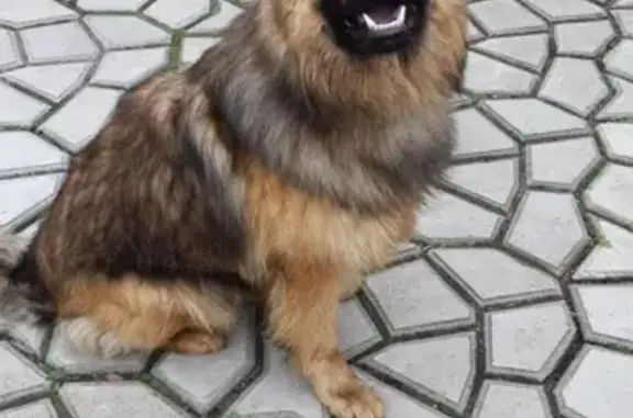 Потерянные животные Калининград, фото: Пропала немецкая овчарка в Калининграде