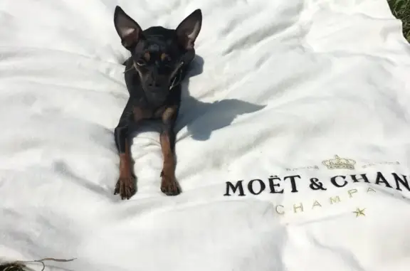 Собаки потеряшки, Нижний Новгород, фото: Потеряшка собака Лили в Нижнем Новгороде