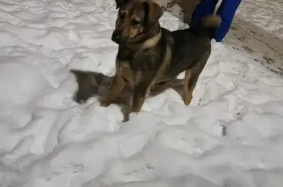 Найдена собака на Проспекте Вернадского в Москве