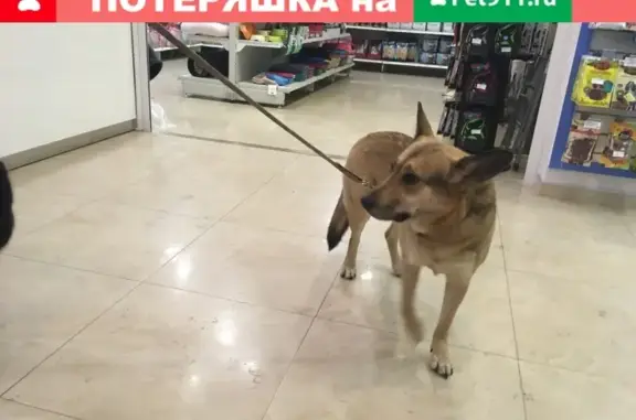 Найдена собака на улице Турку 24, СПб, Фрунзенский район!