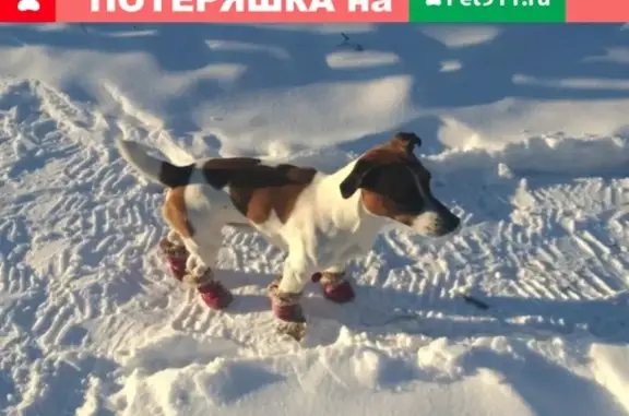 Пропала собака Джек-рассел терьер на Иртышской набережной, вознаграждение гарантирую!