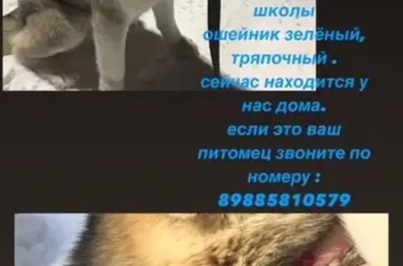 Собака Хаски найдена в Батайске!