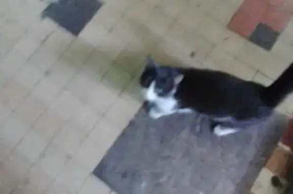 Найден домашний кот на улице Союзной, ищем хозяина