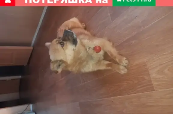 Собака с красным ошейником в посёлке Победитель, Краснодар.