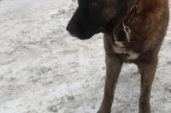 Найдена собака на Кунцевской, ул. 4к1