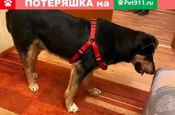 Найдена собака в районе м. Кузьминки, нужна помощь в поиске хозяев.