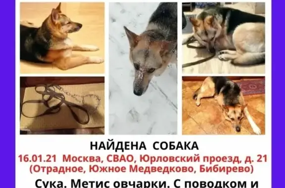 Собака в ошейнике и поводке найдена в Москве