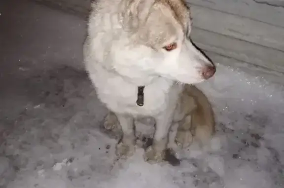 Найдена собака в Омске