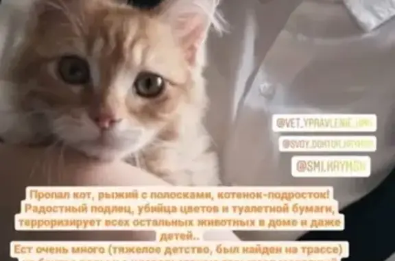 Пропал кот в Крымске.