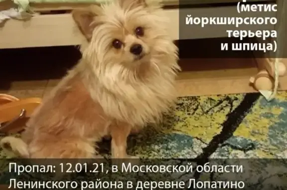 Пропала собака в Ленинском районе, вознаграждение гарантировано