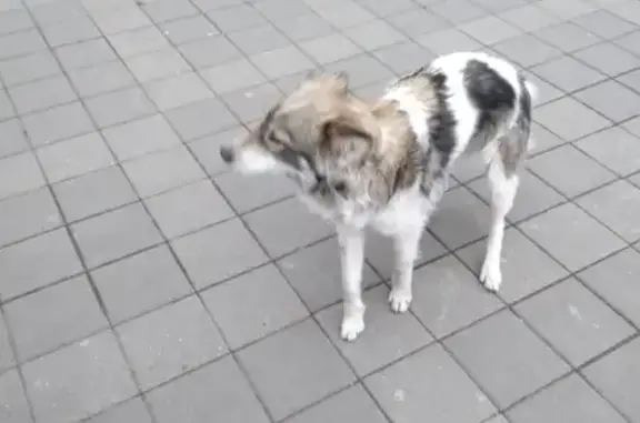 Найдена собака породы двортерьер возле 49й школы в Краснодаре
