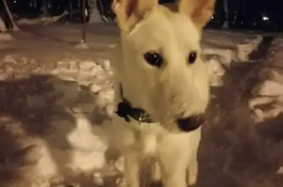 Найдена белая собака с раненой лапой в Пензе