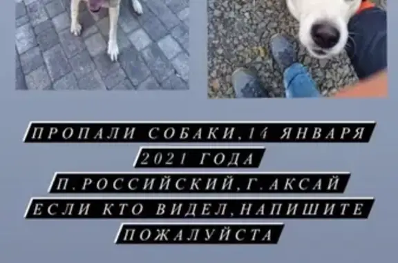 Пропала собака в Аксае