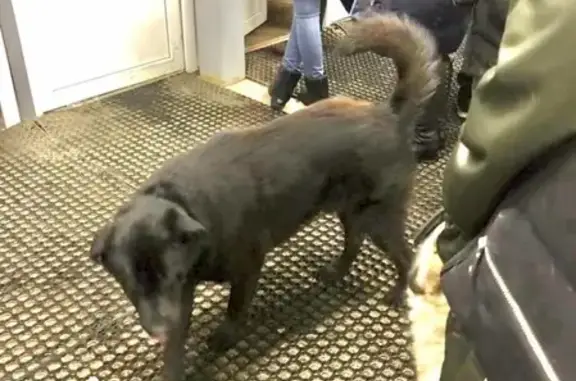 Найден чёрный пёс на станции Подсолнечная, ищет хозяина. Солнечногорск