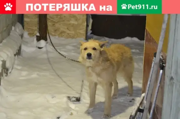 Собаки потеряшки, Ульяновск, фото: Потеряшка собака на улице Отрадная (Ульяновск)