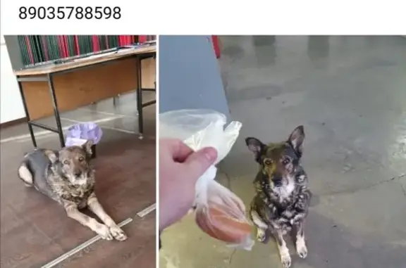 Пропала собака Кабелю на Кабелю, Москва