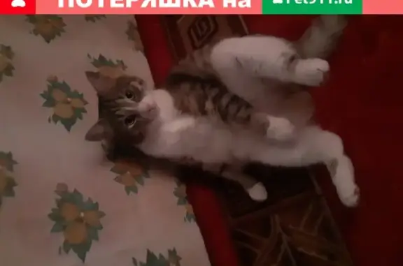 Пропала кошка в Кирове