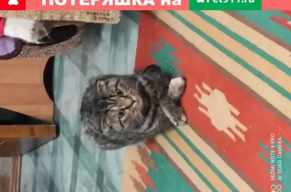Найдена кошка в Сургуте на Затонской ул.