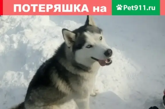 Пропала собака Гром в д. Магалинщина, Смоленск