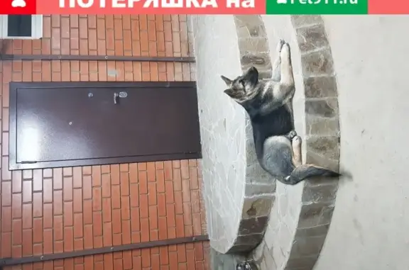 Пропала собака Арма в Михайловске, Шпаковский муниципальный округ