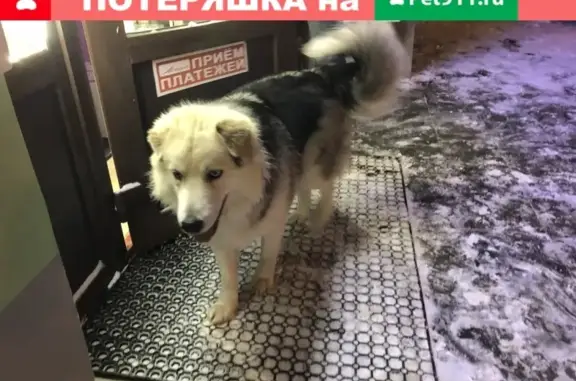 Потерян пёс без адресника в Зеленограде
