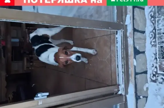 Найдена охотничья собака на трассе Воронеж-Курск в районе села Быкова