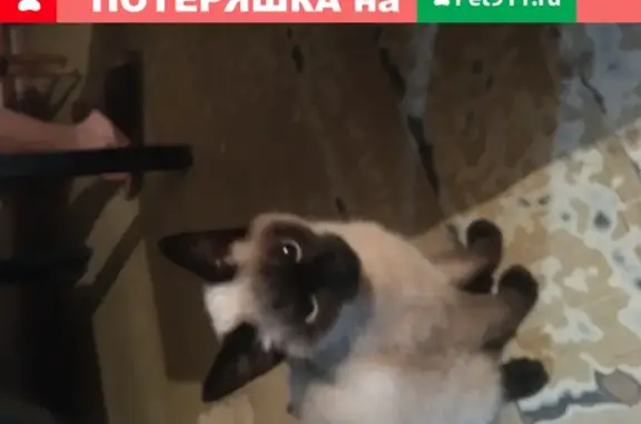 Найдена тайская кошка на ул. Войкова 100