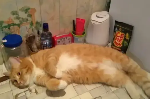 Пропала рыжая кошка в Боровске, Калужская область