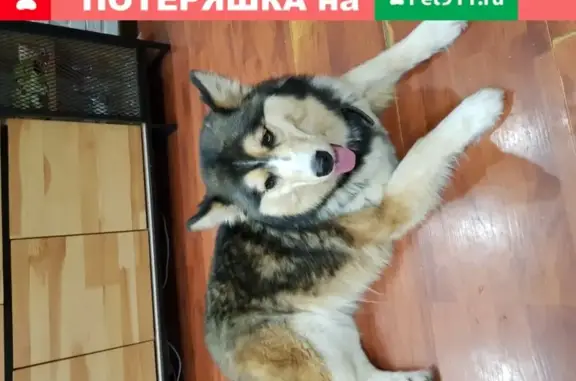 Найдена собака на ул. Евстафьева, 15 в Балашихе