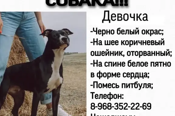Пропала собака метис питбуль со стафом в Красногорске