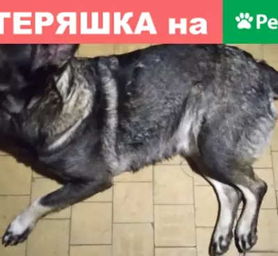 Найдена собака в Юбилейном районе Томска