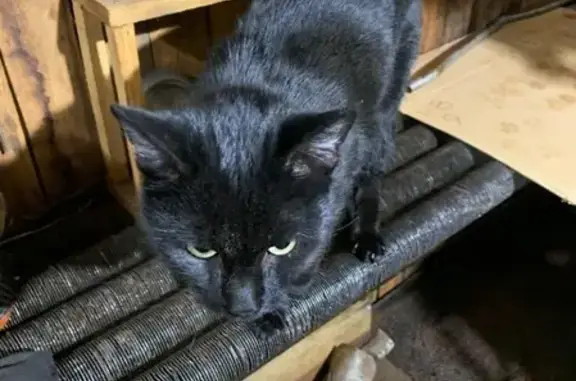 Найден черный кот с ошейником в дер. Б. Тросна, Щекиский р-н.