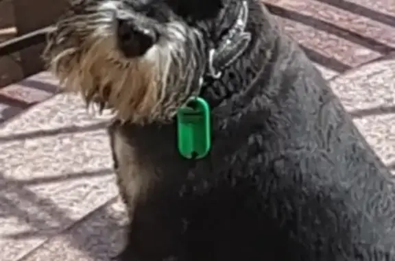 Пропала собака на СМР, цвергшнауцер в синем ошейнике с камнями