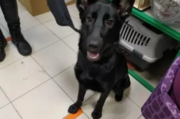 Найдена собака на пр. Косыгина в СПб