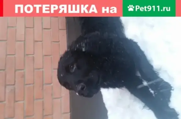 Собака Лабрадор с ошейником в Ростове