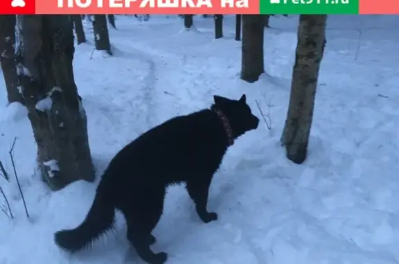 Найдена собака в лесу возле станции Дачное, Одинцовский район