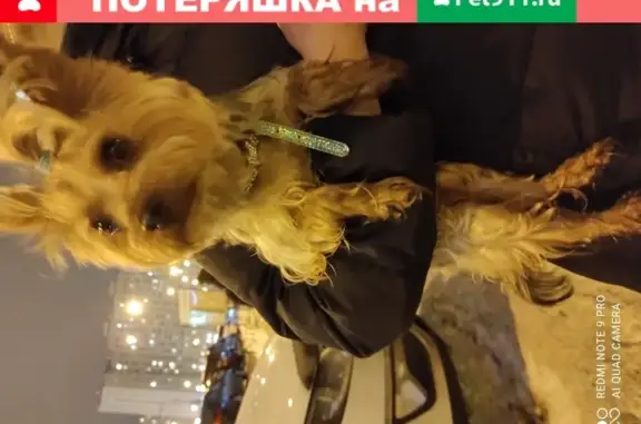 Найден замёрзший собакен на пр. Героев, Балашиха.