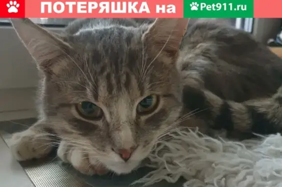 Найден кот, ищем хозяина в САО, Москва