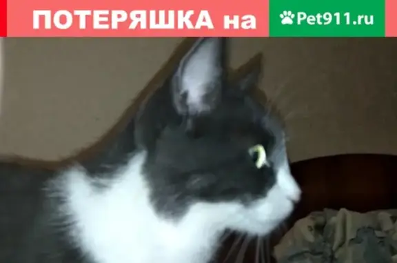 Пропала кошка на улице Рыночная, Славянск-на-Кубани, помогите найти!