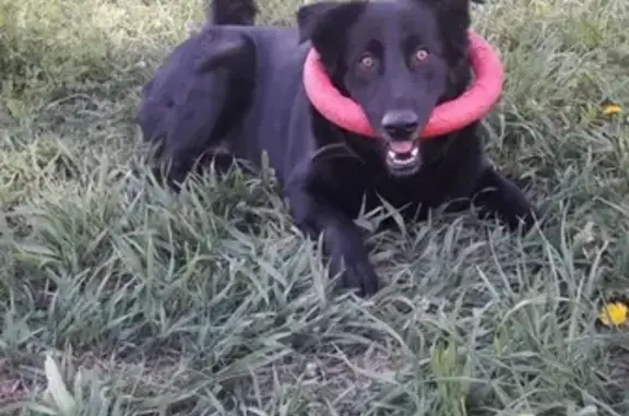 Объявления о пропавших и найденных животных, Нижний Новгород, фото: Пропал кобель Бонифаций на ул. Даргомыжского 22