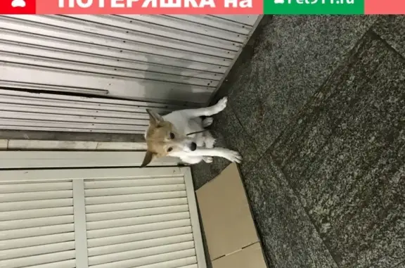 Собака ищет хозяина в метро Победа, Самара