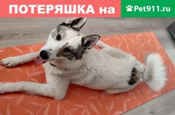 Найдена собака на проспекте Сахарова, ищем хозяина