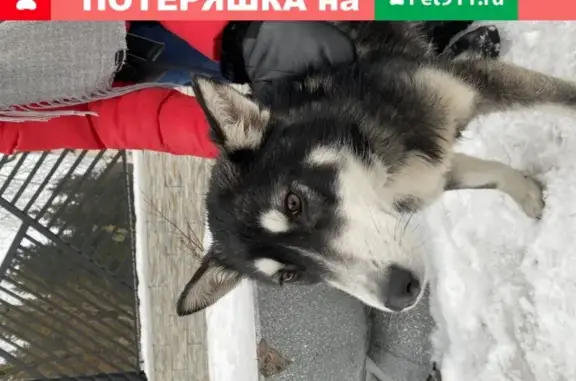 Найден черно-белый мальчик собака в Сортавале