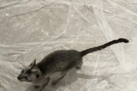 Найдена породистая кошка на ул. Ангарской, 57к4
