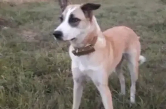 Пропала собака Кабачок в Тамбовской области