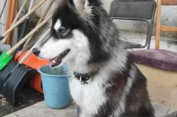Собака найдена в Краснооктябрьском районе, Волгоград