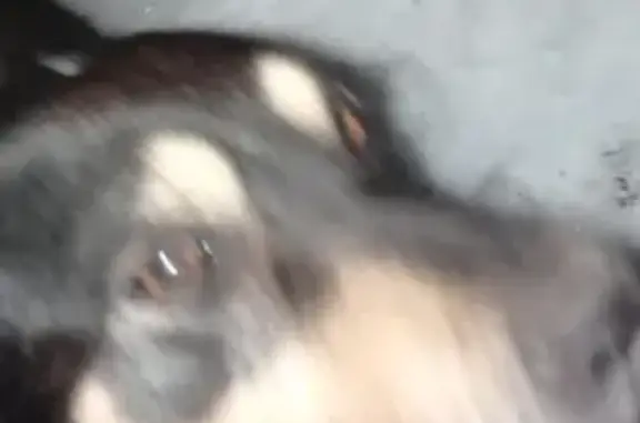 Найден спокойный пёс возле машины в Ростове